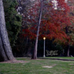 Griffith Park Fall Leaves