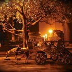 Horse Carriage at Taj Mahal Hotel Mumbai