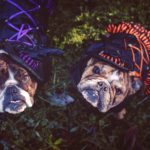 Hounds of Hell Boutique Bulldog Witches Dog Costumes